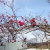 梅の花（かな？）
