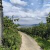 高野参詣道・二ツ鳥居から六本杉を通って下山。慈尊院へ（和歌山県伊都郡）