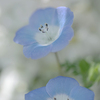 今年の春はちょっとゆっくり～オステオスペルマムの寄せ植えとローダンセマムと