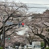 相模原 市役所前のさくら 順調な開花！(2024/4/4)