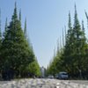 イチョウ並木道【avenue of ginkgo trees】