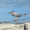 東京港野鳥公園に行きました