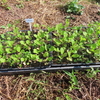 ハウスで育苗していたお野菜さんの定植