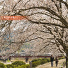 伊佐津川の桜並木