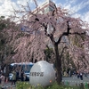 🌸桜咲ク🌸