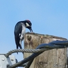 ベリーズ　電柱にどんぐりを貯める Acorn Woodpecker （エイコーン　ウッドペッカー） 