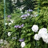 あじさい観賞。