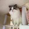 うるちゃんのお参り。ふくちゃんは連日のお留守番。
