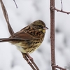 日本　雪の日の野鳥たち