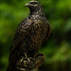 クマタカにも振られて野鳥撮り小休止状態、家でイヌワシ撮り？や草物遊びの日々。