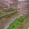 山崎川と桜と菜の花