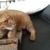 介護認定に挑む時