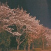 夜桜