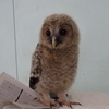 フクロウとアオバズクの赤ちゃん