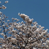 残堀川の桜とカワセミ