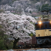 備中川面の桜と、EF64-1043牽引の伯備貨物を撮る！