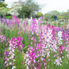 木場公園内都市緑化植物園にて