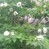 ヒメシャラ