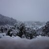 東京は雪景色になりました！
