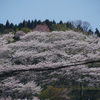 高尾城跡の桜