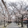 2019年の桜の開花宣言後に、京都の桜巡りを開始！