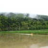 田植えの準備