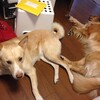 犬を洗う。