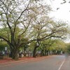 爽やかな新緑！　桜の散った谷中霊園　