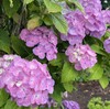 ☔🌺梅雨に彩られる庭の草花たち