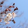 咲き始めたか？