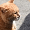 みさきまぐろきっぷで猫島と噂高い城が島へ①