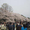 ＊お花見は今日がベストでしょう･･･