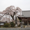 【常陸大宮市】西方寺の枝垂れ桜・・