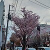 『桜　咲く🌸』4/24(月)