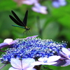 紫陽花に羽黒トンボ♂