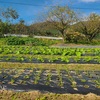 家の周りの片付け＆整地開始