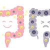 腸内がデブ菌だらけ？腸内フローラを整えて痩せる体質になる方法