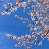 【カメラ】桜と車と空