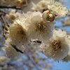 吉野梅郷の梅と、東京の桜の開花状況_2013_平成25年