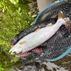 いよいよ長良川トラウトに挑む