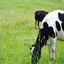 働くキャッシュカウ