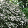 神代植物公園植物多様性センターのこあじさい。