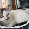 シャルル アレルギー経過。