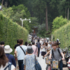 京都宇治・三室戸寺のあじさいと蓮