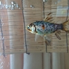 金魚という生き物への思い