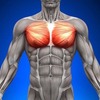 これから胸筋を鍛えたいという方必見！自分に自信が持てない男子が自分に自信が持てるようになるための胸筋講座！