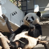 上野動物園＠東京