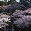 香取神宮の桜を見てきました