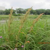 小山川　梅雨入り