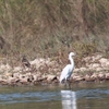 コサギ Little Egret